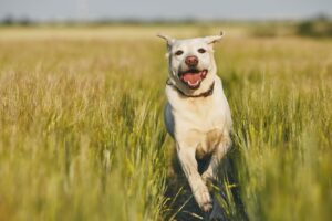 Cachorro correndo feliz por uma trilha em meio a vegetação