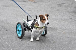 Cachorro deficiente levando uma vida comum usando rodinhas para se locomover