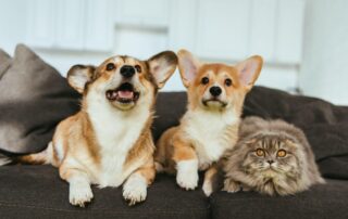 Cães e gatos sentados no sofá