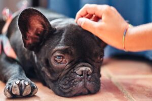 Mão fazendo carinho em cachorrinho melancólico