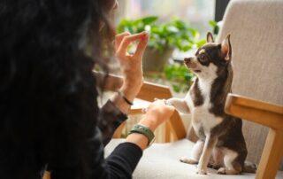 Tutora treinando cãozinho à dar a pata