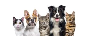 Vários cães e gatos enfileirados 