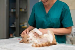 Veterinária brincado com gatinho antes da sessão de acupuntura