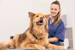 Veterinária checando os batimentos de um cão