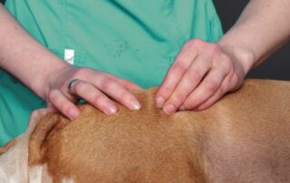 Veterinária preparando cachorrinho para receber a acupuntura