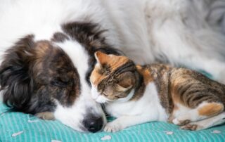 cachorro repousando após castração na companhia de um gatinho