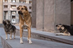 cães de rua