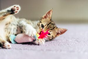 filhote de gato brincando com brinquedo de penas