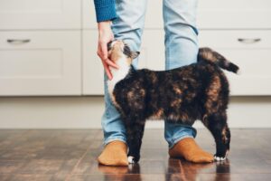 gatinho roçando na perna de seu tuto pedindo carinho