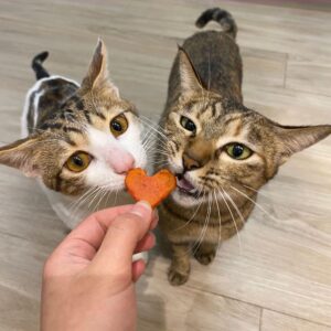 gatos mordendo juntos um petisco em formato de coração