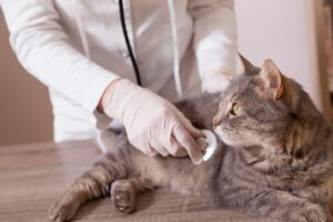 Veterinária examinando um gato com estetoscópio