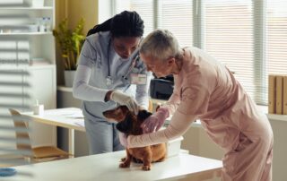 Veterinárias analisando a pele de um cãozinho