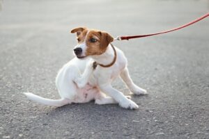 cãozinho se coçando devido a presença de parasitas