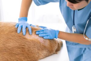 veterinária cuidando de um cão com doença de pele