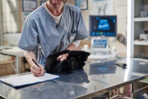 veterinário examinando um gatinho para sua internação enquanto anota no prontuário do animal