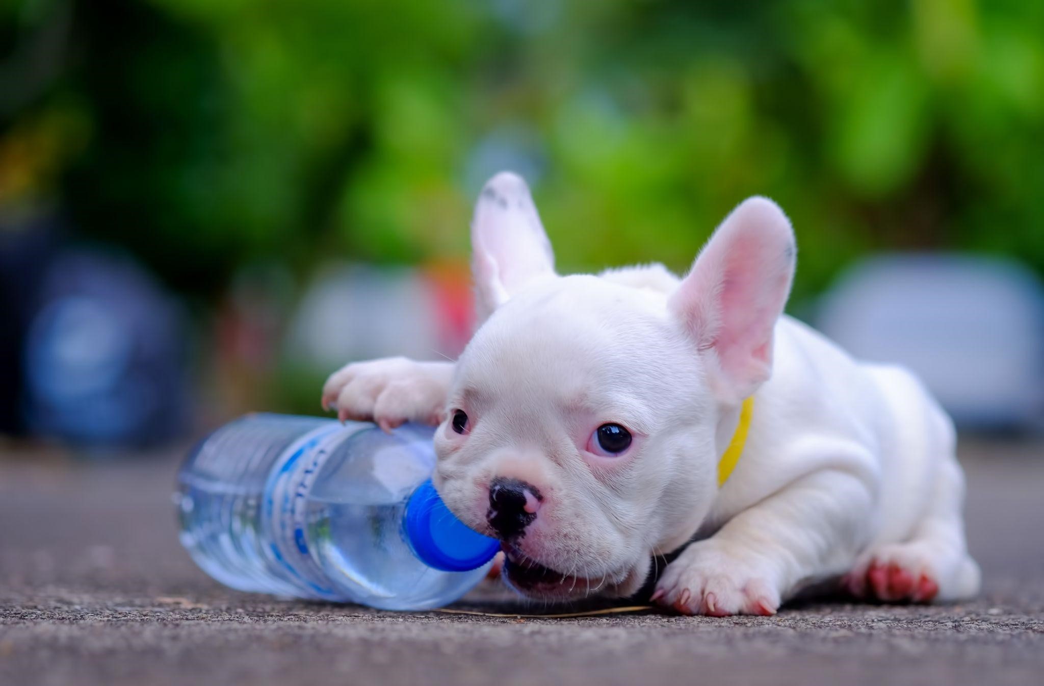 Cachorro brincando com garrafa pet