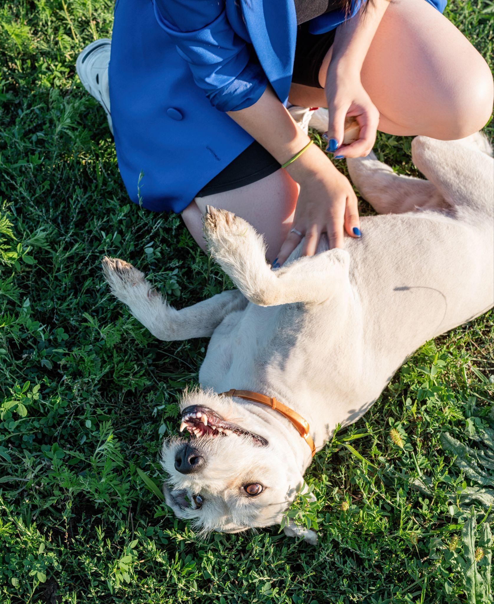 tutora brincando com seu pet adotado