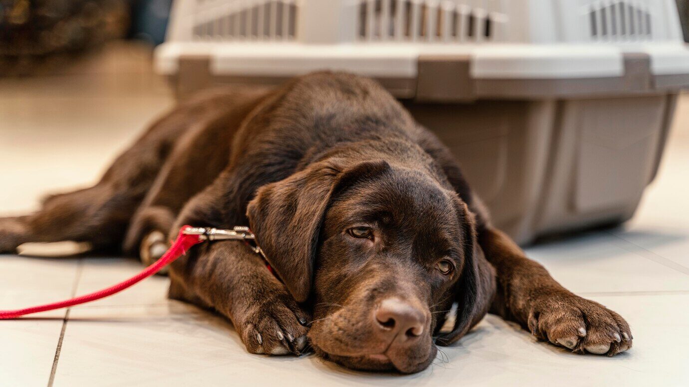 Cachorro letárgico por conta da desidratação