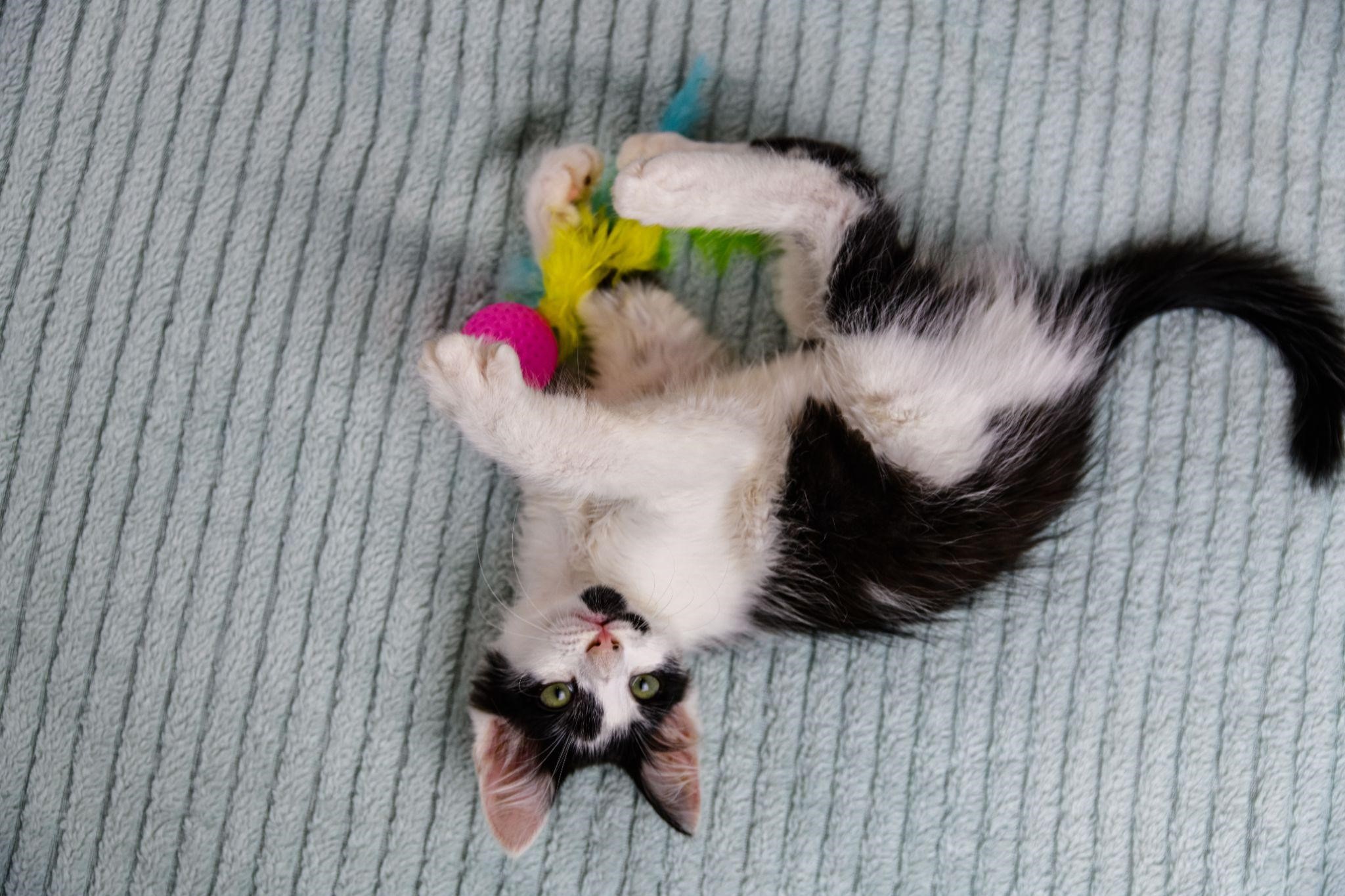 Gatinho feliz e saudável brincando