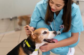 Veterinária cuidando de uma cão com a medicina preventiva