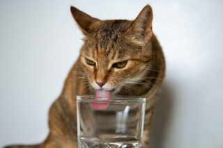 gato apresentando sinal de desidratação