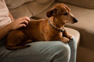 Cachorro com boa saúde sênior no colo de sua tutora