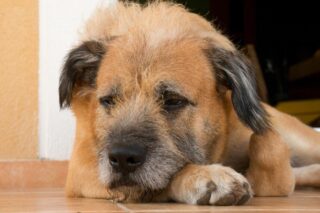 cão com sintomas da cinomose canina