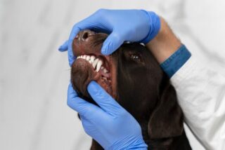 cuidados com a saúde bucal dos pets