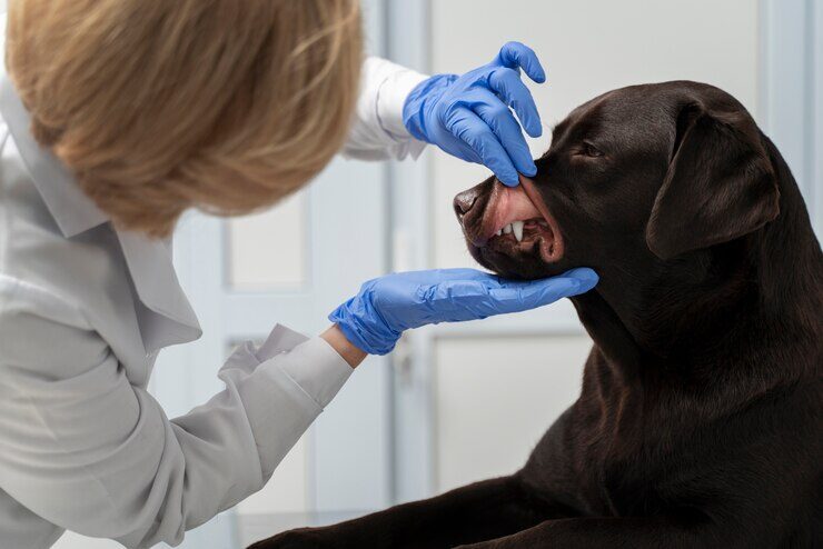 veterinária examinando a boca de um cão