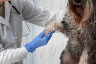 Veterinário examinando cachorro com suspeita de leishmaniose