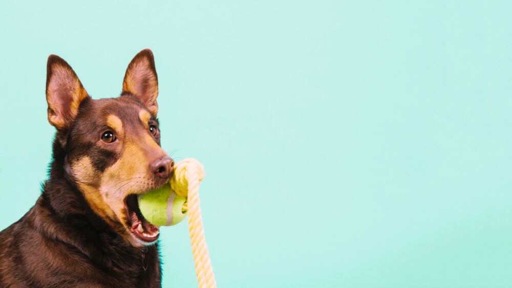 Cachorro com um brinquedo de bolinha da boca