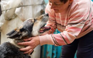 Tutora acariciando e procurando por sinais de alerta comuns em cães idosos.