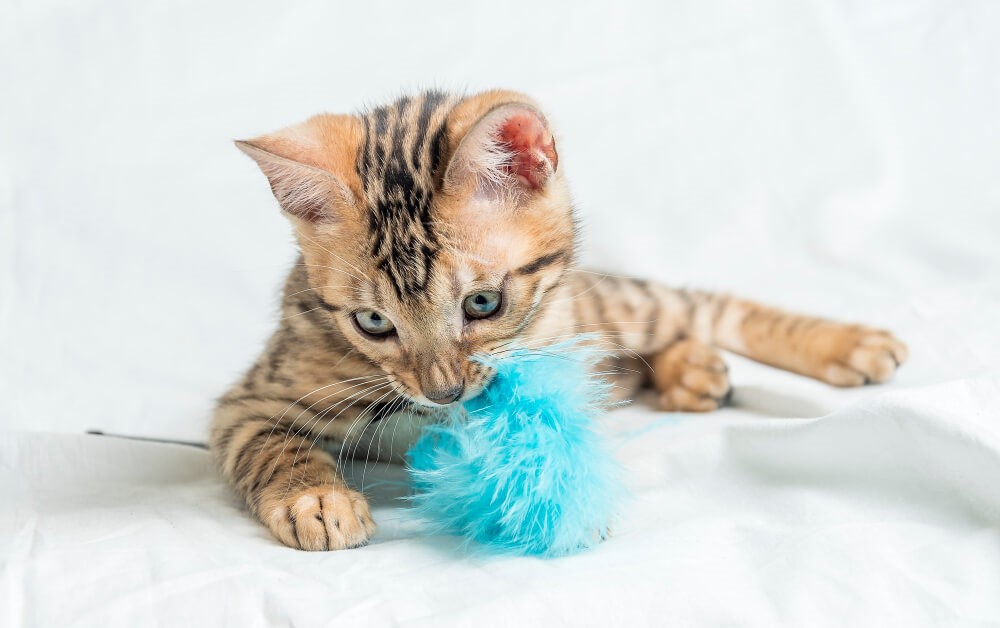 Gatinho se divertindo com brinquedo de pena