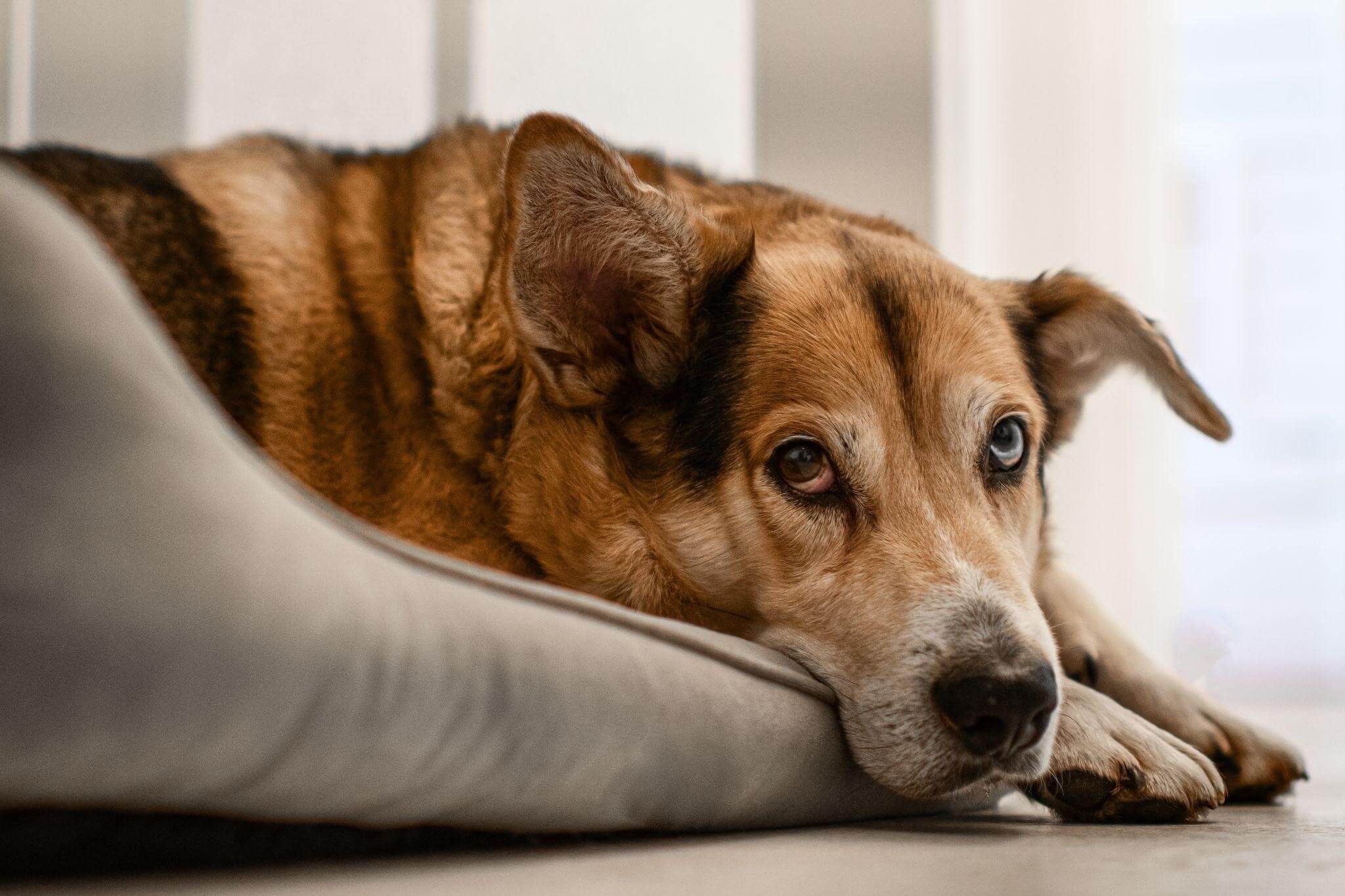 Cachorro idoso deitado, mostrado mudança de comportamento.