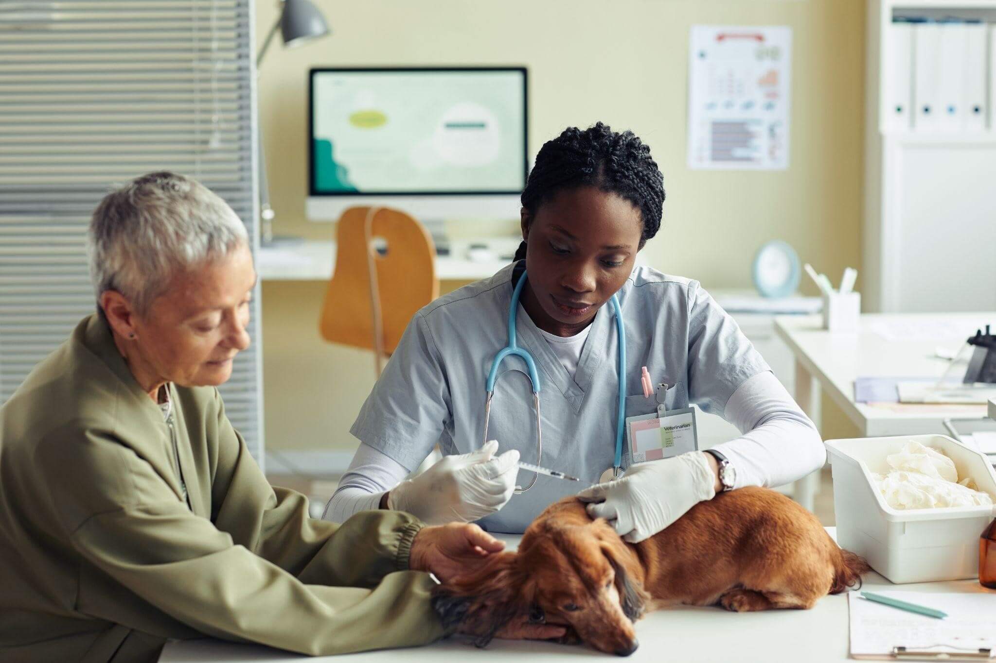 Tutora com seu pet em uma clínica veterinária, atitude importante no cuidado com cachorros idosos. 