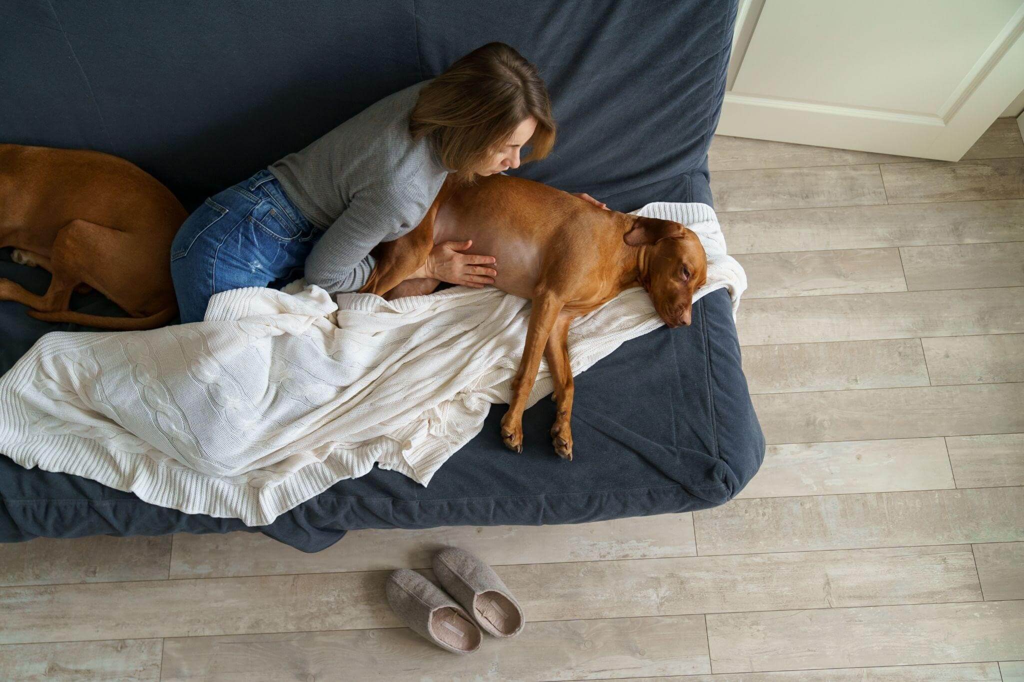 cão e tutora com seu cão em sofá, o dando conforto para aliviar os sintomas do envenenamento canino