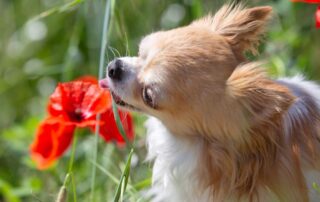 Cão comendo um flor, o que pode causar o envenenamento canino