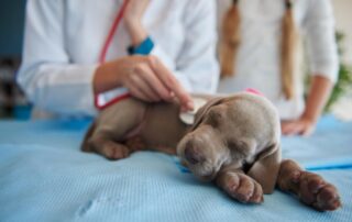 Veterinário realizando cuidados essenciais com um filhote recém-nascido, destacando a importância da saúde e bem-estar de pets recém-nascidos