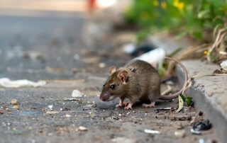 Rato em ambiente urbano, representando um dos principais vetores da leptospirose.