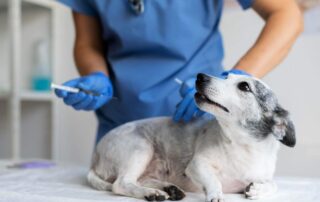 Veterinário aplicando vacina em um cachorro para a prevenção de doenças zoonóticas.